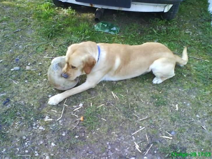 Blanding af racer Tcha tcha - Jeg elsker min boldt. billede 13