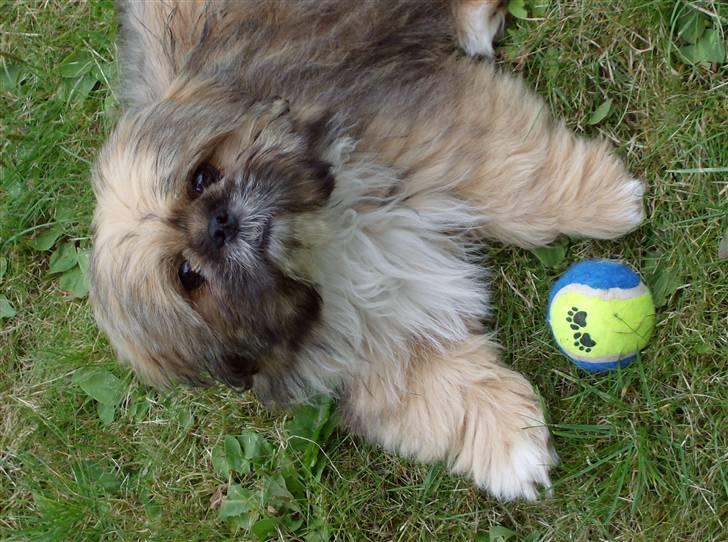 Blanding af racer Luna - Luna med sin bold... billede 3