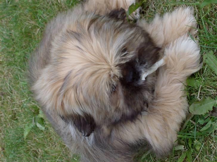 Blanding af racer Luna - her er Luna 16 uger gammel.. billede 4