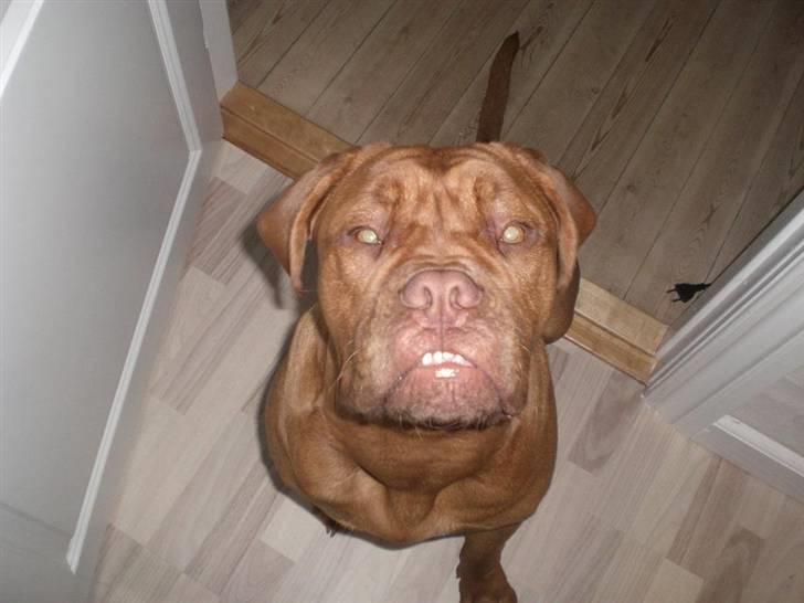 Dogue de bordeaux Cobberhouse's Buena Vista - bine med sit smarte underbid:o) billede 7