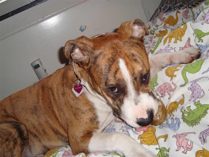 Blanding af racer Cassie - Jeg elsker og tygge ben;) billede 6