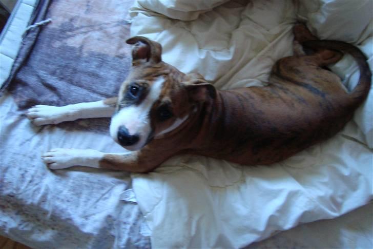 Blanding af racer Cassie - Hej med jer:D billede 7