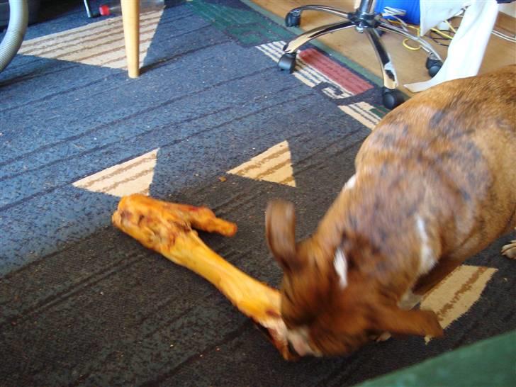 Blanding af racer Cassie - Mmh lækkert knogle ;) guuuf billede 8