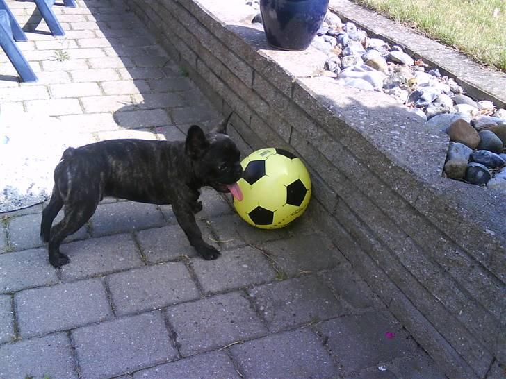 Fransk bulldog Bonzo RIP d. 7.4.10... - fodbolde er lige sagen jeg er dog blevet lidt forpustet her.  billede 12