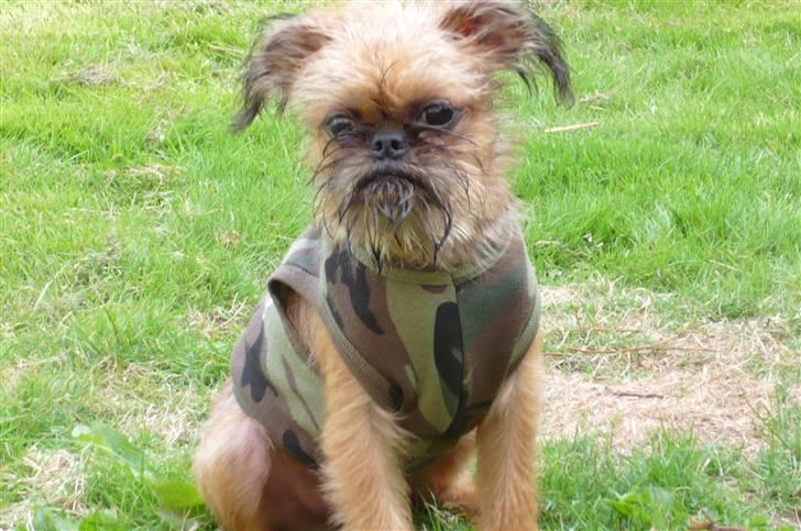 Griffon bruxellois Abu - 14 uger gammel billede 6