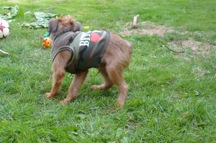 Griffon bruxellois Abu - 14 uger gammel billede 7