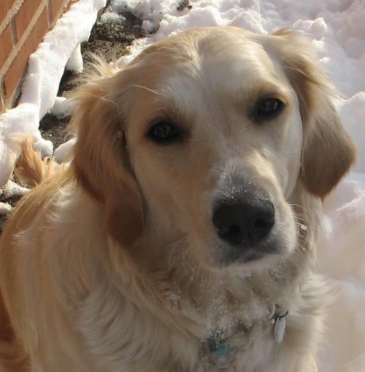 Golden retriever Sika billede 1