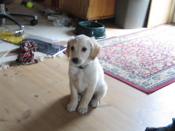 Golden retriever Sika billede 2