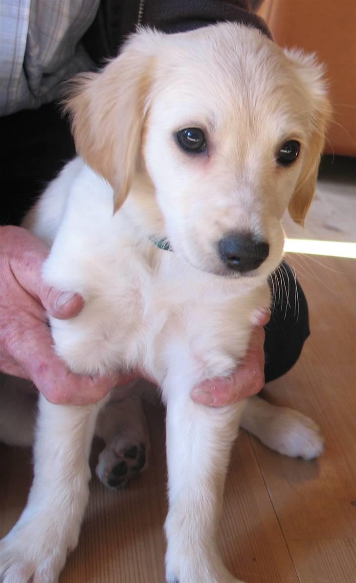 Golden retriever Sika billede 3