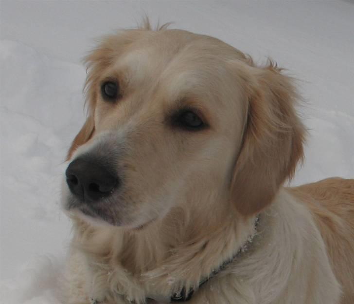 Golden retriever Sika billede 4