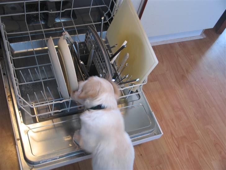 Golden retriever Sika - Spændene hvad er nu det? billede 5