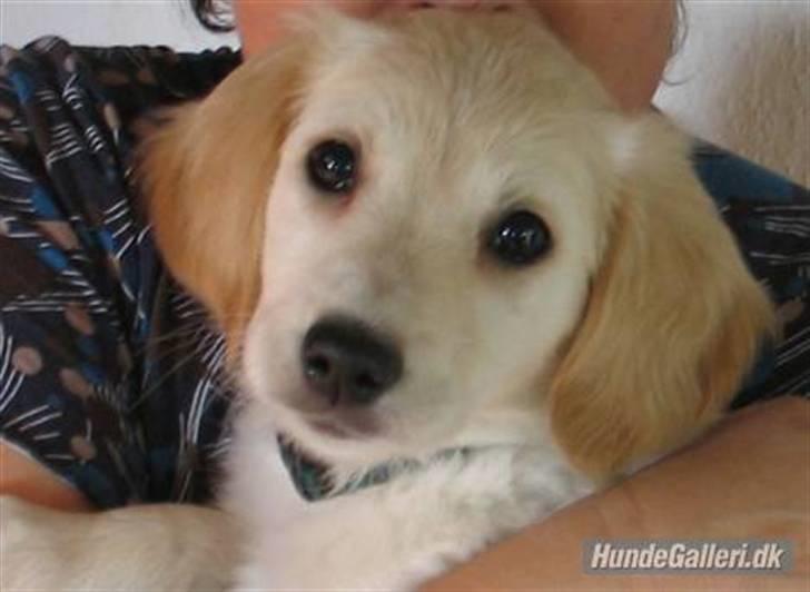 Golden retriever Sika - Sika 9 uger billede 6