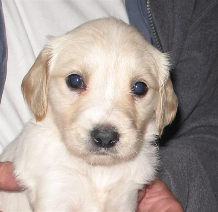 Golden retriever Sika - Sika 5 uger billede 7