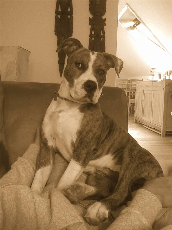 Amerikansk staffordshire terrier Ludvig - Ludvig 7 mdr billede 4