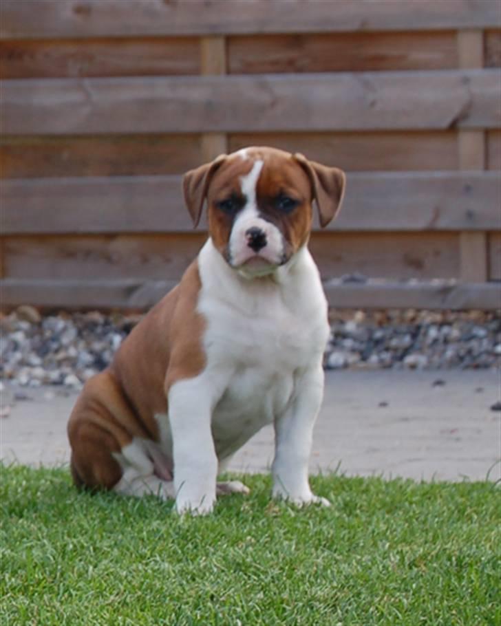 Amerikansk bulldog Luna - Luna holder øje med fotografen ;) billede 1