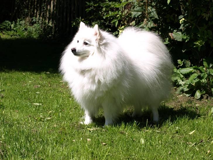 Japansk spids Klara (2001-2013) - 19: 24/07-08 - Her er jeg :-) billede 19