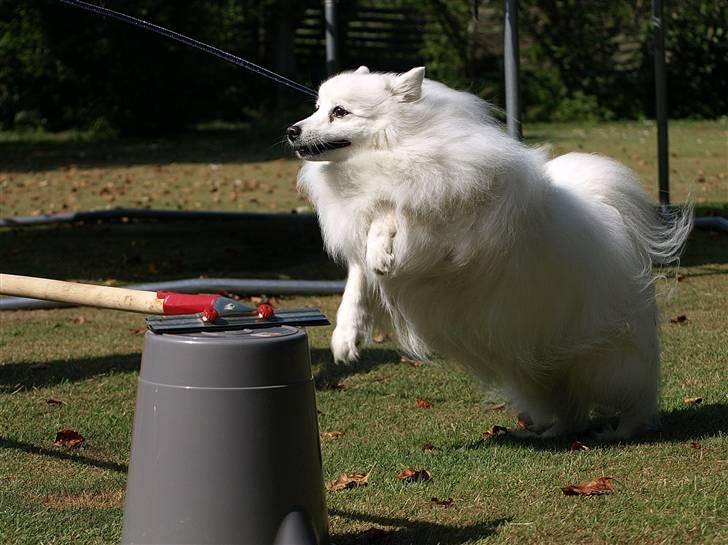 Japansk spids Klara (2001-2013) - 20: 02/07-09 - Se hvad jeg kan. billede 20