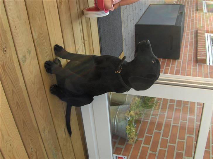 Labrador retriever (formel 1) MAX - 6. August 2007... "Se  hvor lækker en darling jeg er" billede 3