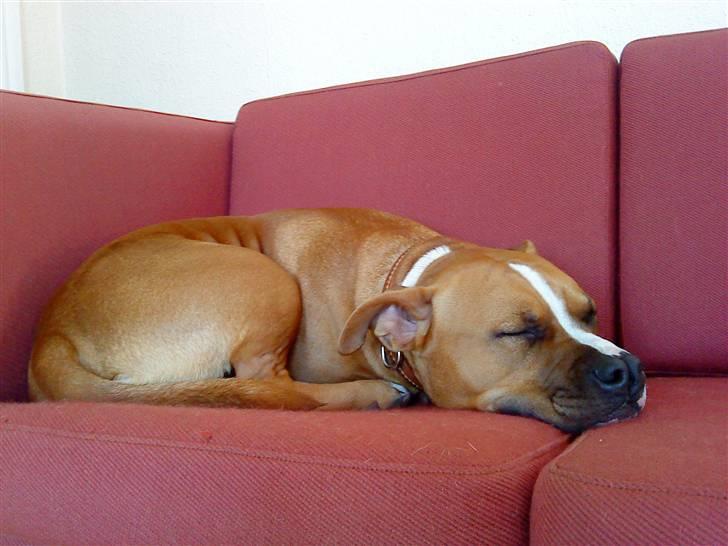 Amerikansk staffordshire terrier Bailey The Little Boss billede 12