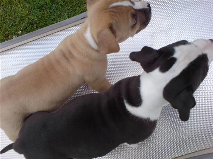 Amerikansk staffordshire terrier Bailey The Little Boss - mig og Malika på rutchebanen:D billede 13