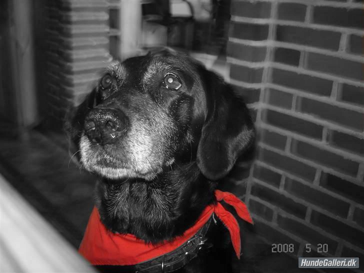 Blanding af racer R.I.P. Trunte - den her billede er jo i sort,hvid er den ikke sej den har Sonny, Checco & Fie - I gør mit liv værd at leve<3 *   også lavet er hun ikke hare god : ) ; )  billede 17