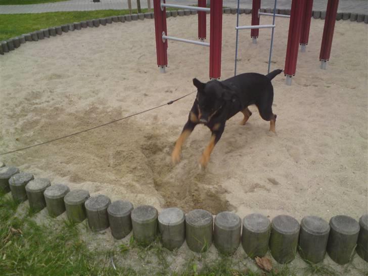 Blanding af racer Freja (Udfordring?)  - aaaaaaangriiiiiiiiiiiib...........  billede 17