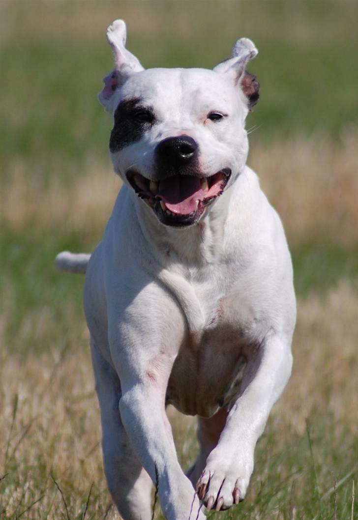Amerikansk staffordshire terrier KIRI - juhuuu...jeg har det sjovt... billede 10