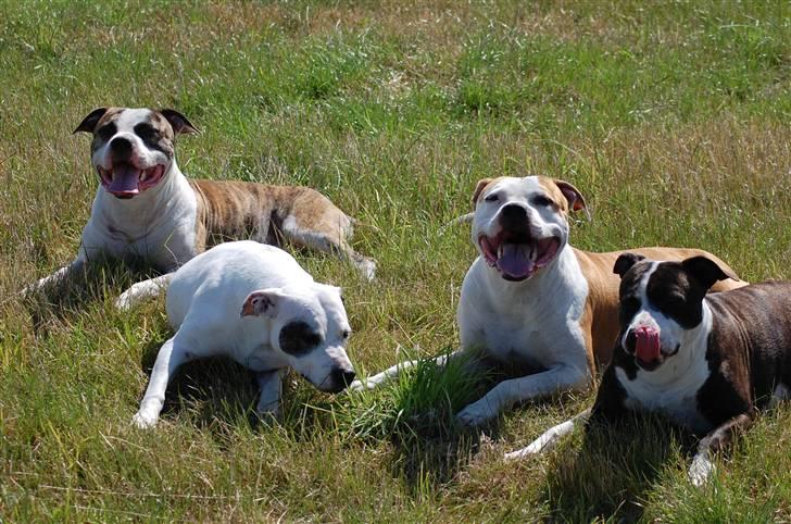 Amerikansk staffordshire terrier KIRI - mig og mine unger fra 2 kuld.. billede 11