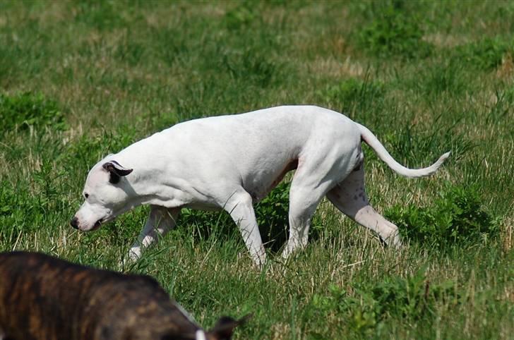 Amerikansk staffordshire terrier KIRI - gammel men lækker.. ikk? billede 12