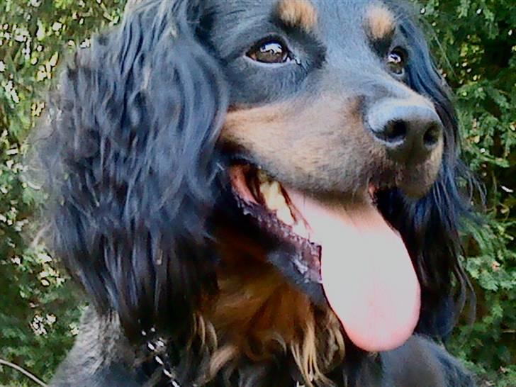 Field Trial spaniel Kenzo - Ej hvor er jeg træt  billede 1