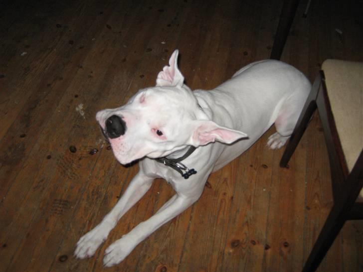 Blanding af racer Checco - Ligner jeg ikke bare Scoopy Doo :) billede 11