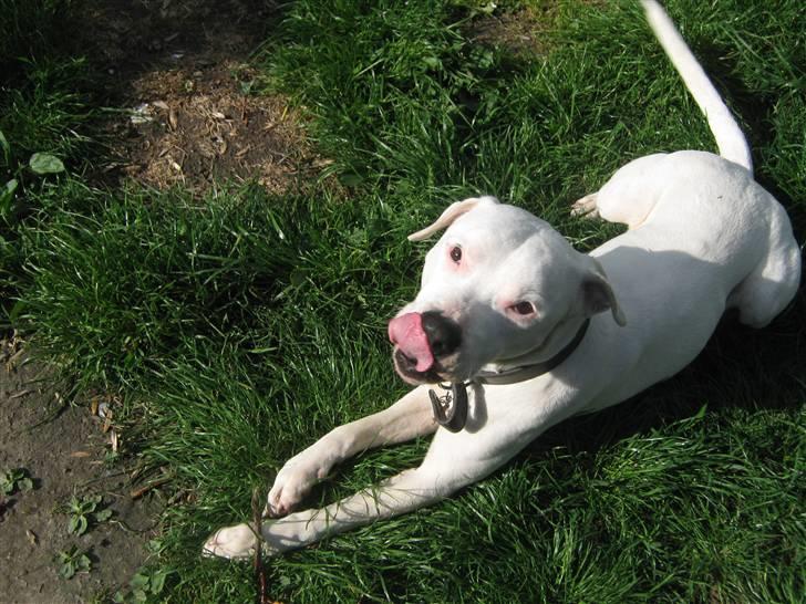 Blanding af racer Checco - Uhm, er det guffer jeg kan se du har der mor? billede 12