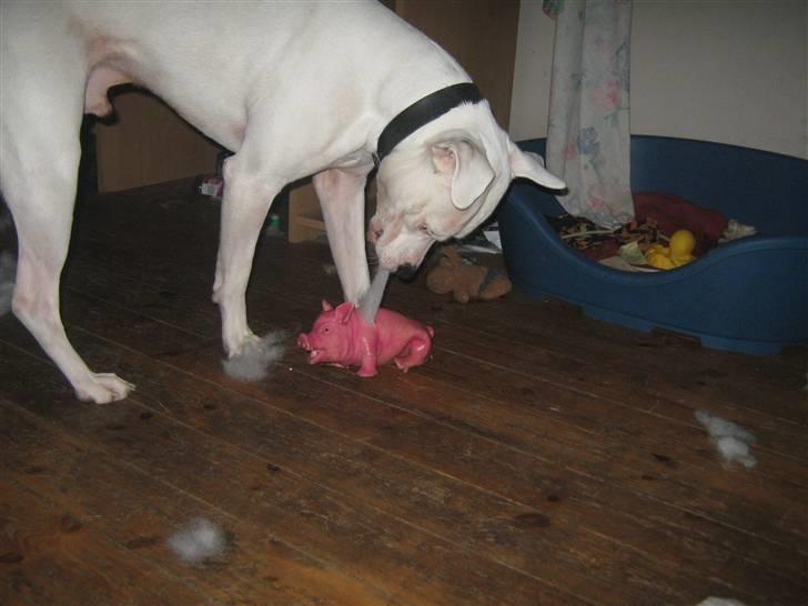 Blanding af racer Checco - Det er altså ikke mig der ødelægger grisene hver gang.  billede 14