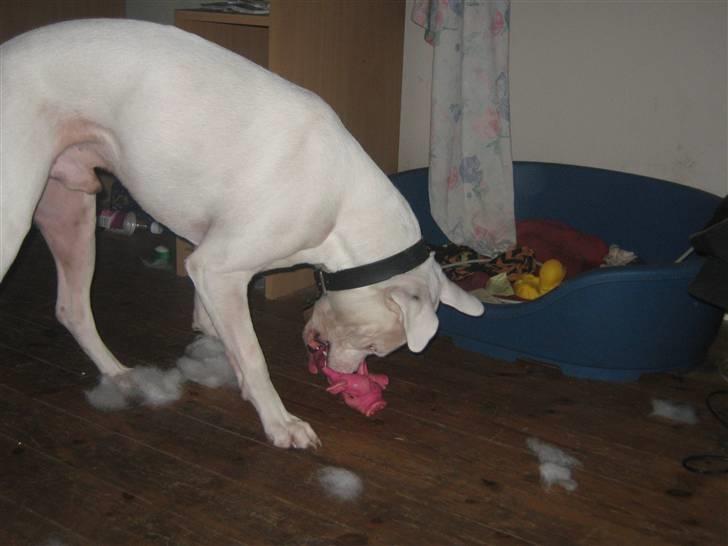 Blanding af racer Checco - Sådan ser der så ud 2 sek efter. Og er i klar over hvor meget der er i sådan en gris? billede 15