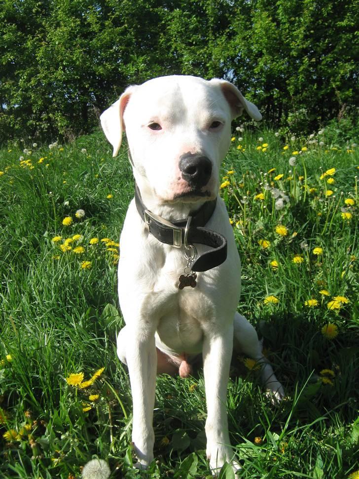 Blanding af racer Checco - Er du snart færdig. ? billede 16