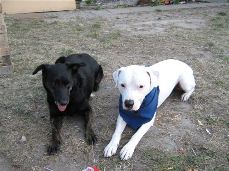 Blanding af racer Checco - Er vi ikke søde sammen? billede 17