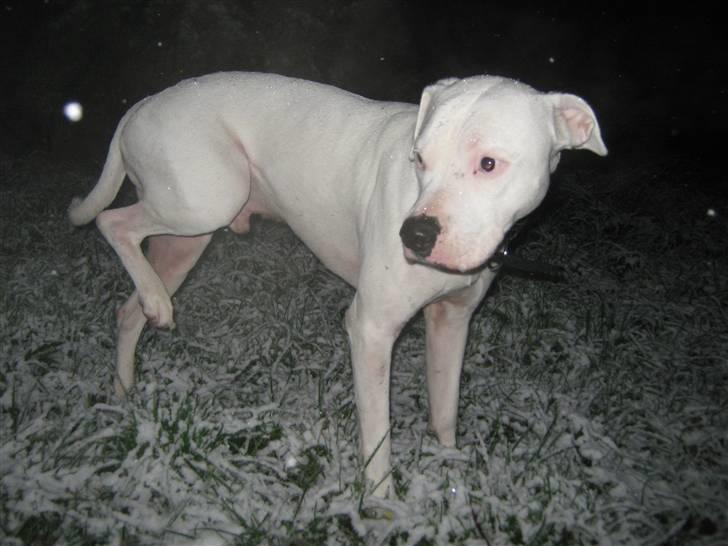 Blanding af racer Checco - Jamen sneen er jo kold mor billede 18