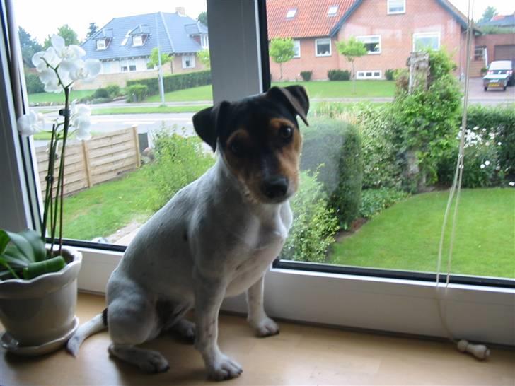 Jack russell terrier * Ida <'3 * - Hygger sig i vinduet :) billede 20