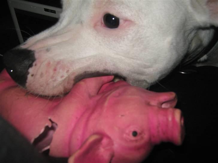 Blanding af racer Checco - 1 styk slagtet gris. :) Kom snart igen og besøg mig billede 19