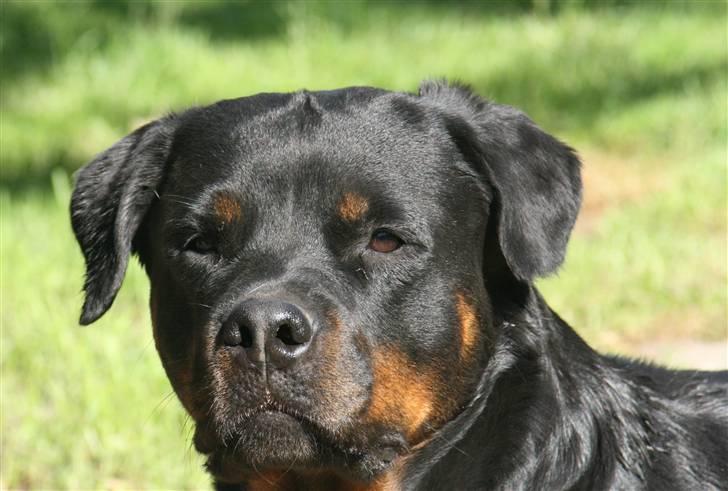 Rottweiler Fattiggården's Gracie *død* billede 1