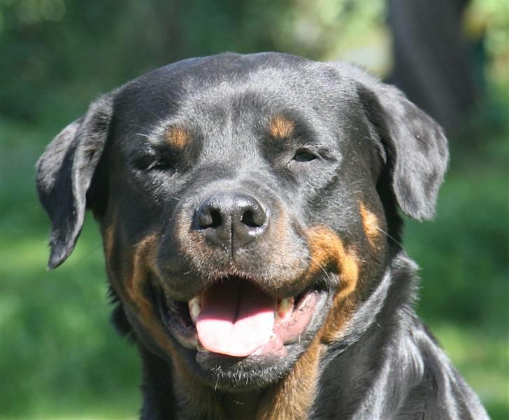 Rottweiler Fattiggården's Gracie *død* billede 2