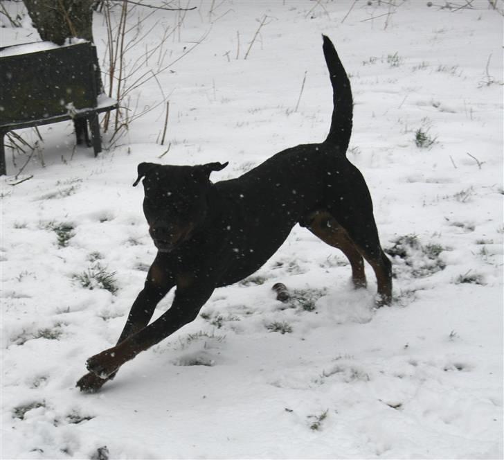 Rottweiler Fattiggården's Gracie *død* billede 3