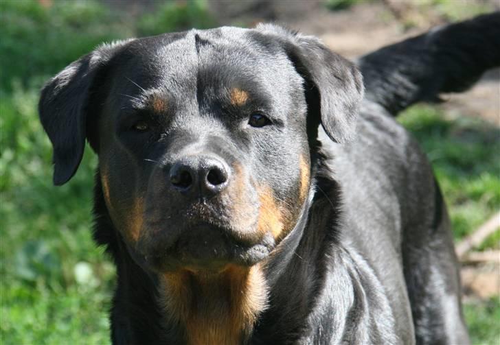 Rottweiler Fattiggården's Gracie *død* billede 4