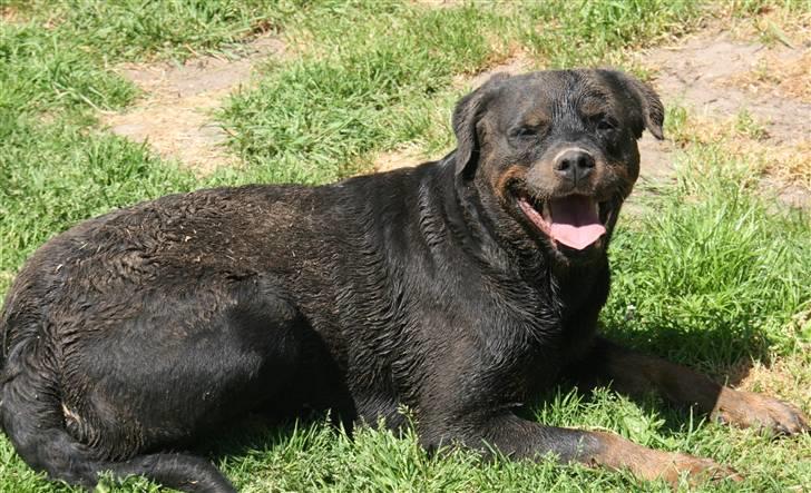 Rottweiler Fattiggården's Gracie *død* billede 5