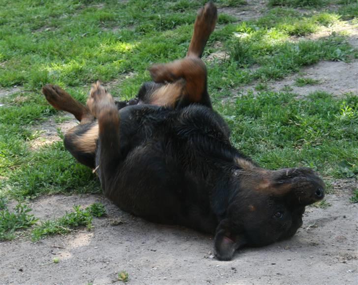 Rottweiler Fattiggården's Gracie *død* billede 6