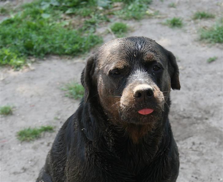 Rottweiler Fattiggården's Gracie *død* billede 7
