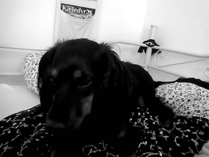 Field Trial spaniel Kenzo billede 2