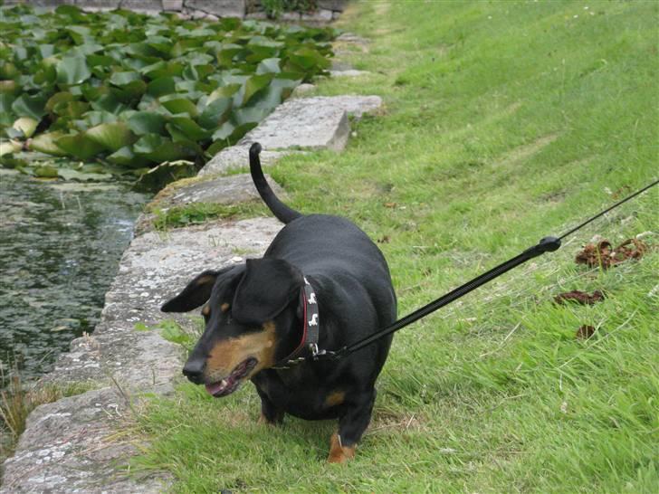 Gravhund Trine billede 12