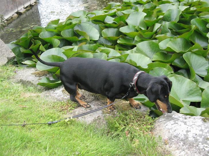 Gravhund Trine billede 13