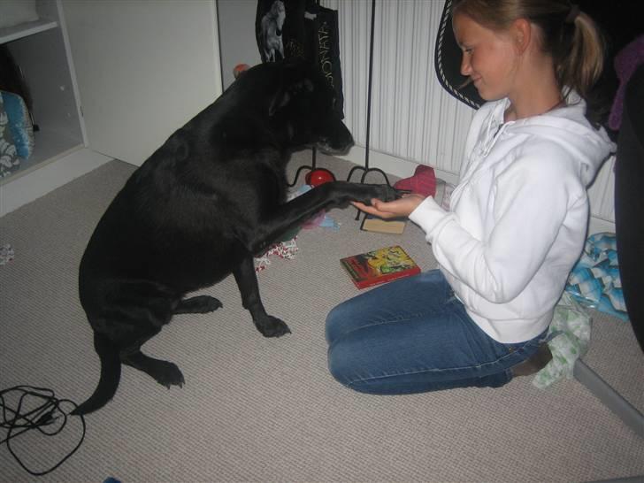 Labrador retriever Nellie - nellie giver pote billede 6